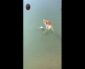 Cat trying to catch a frozen fish under the ice from adore kazi