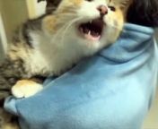Cat playing andcry with tears