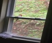 This woodpecker came to this glass window every morning and pecked at it with its beak. The house owner observed the bird&#39;s actions and provided a funny commentary on them.