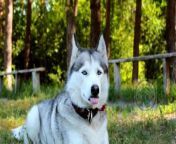 Bringing Home a Puppy&#60;br/&#62;Bringing Home a Puppy &#124; Things You Should NEVER Do To A Siberian Husky&#60;br/&#62;------------&#60;br/&#62;To learn more&#60;br/&#62;https://www.petsbirds1.com/2023/10/dogs-husky-never-do-to-it.html&#60;br/&#62;&#60;br/&#62;To buy the products&#60;br/&#62;https://sites.google.com/view/siberian-husky-care/home&#60;br/&#62;&#60;br/&#62;To support our channel on PayPal&#60;br/&#62;https://www.paypal.com/paypalme/amirahamdon442&#60;br/&#62;-------------&#60;br/&#62;Follow us&#60;br/&#62;Website&#60;br/&#62;Facebook&#60;br/&#62;https://www.facebook.com/pets.birds2&#60;br/&#62;https://www.facebook.com/groups/pets.birds&#60;br/&#62;Instagram&#60;br/&#62;https://www.instagram.com/pets.birds1&#60;br/&#62;Pinterest&#60;br/&#62;https://www.pinterest.com/pets_birds1&#60;br/&#62;Tumblr&#60;br/&#62;https://www.tumblr.com/pets-birds&#60;br/&#62;Twitter&#60;br/&#62;https://twitter.com/pets_birds1&#60;br/&#62;TikTok&#60;br/&#62;https://www.tiktok.com/@pets_birds&#60;br/&#62;Snapchat&#60;br/&#62;https://www.snapchat.com/add/pets.birds&#60;br/&#62;Kwai&#60;br/&#62;https://k.kwai.com/u/@pets.birds/Y0CclhC0&#60;br/&#62;Quora&#60;br/&#62;https://petsandbirdssspace.quora.com&#60;br/&#62;Likee&#60;br/&#62;https://l.likee.video/p/wJDhVu&#60;br/&#62;-------------&#60;br/&#62;If you&#39;re thinking of bringing a new puppy home, be sure to read this first! This list of Things You Should NEVER Do To A Siberian Husky will help you avoid some common mistakes that new puppy owners make.&#60;br/&#62;&#60;br/&#62;By following these tips, you&#39;ll be able to bring home a happy and healthy puppy without any problems! Do yourself a favor and read this guide before you adopt a new puppy!&#60;br/&#62;&#60;br/&#62;In this video, we&#39;re going to be talking about some of the things you should never do to a Siberian Husky. If you&#39;re thinking about bringing a Siberian Husky home, make sure you watch this video first to get a better understanding of how to care for your new furry friend!&#60;br/&#62;&#60;br/&#62;We&#39;ll cover topics like taking your Siberian Husky to the vet, housetraining, feeding your Siberian Husky, and more. If you&#39;re looking to bring a Siberian Husky home, make sure you watch this video first!&#60;br/&#62;&#60;br/&#62;Bringing a Siberian Husky home is one of the most exciting things you&#39;ll ever do, but there are a few things you should never do to a Siberian Husky if you want to keep them healthy and happy. In this video, we&#39;re going to cover the top 10 things you should NEVER do to a Siberian Husky, so you can bring home a pup that loves you!&#60;br/&#62;------------&#60;br/&#62;#pets_birds #husky_puppies #husky #petsbieds#siberian_husky #dog_husky_dog #siberianhusky #doghuskydog #husky_husky_dog #huskyhuskydog #huskysiberianhusky #husk_siberian_husky #huskydog #husky_dog #huskypuppies #husky_puppies #huskydogpuppy #husky_dog_puppy #huskydogs #husky_dogs #dog #dogs #pet #pets #dogcare #dog_care #dogscare #dogs_care #huskycare #husky_care #petcare #pet_care #petscare #pets_care #attention #takecareofyourdog #take_care_of_your_dog #caringforyourdog #caring_for_your_dog #huskydogcare #husky_dog_care #takecareofyourhusky #take_care_of_your_husky #caringforyourhusky #caring_for_your_husky #don&#39;t #don&#39;tdothis #don&#39;t_do_this #don&#39;tdothiswithhuskies #don&#39;t_do_this_with_huskies #don&#39;tdothistoyourhusky #don&#39;t_do_this_to_your_husky #huskypuppy #husky_puppy #adog #care #takecare #take_care #lookafteryourdog #look_after_your_dog #groomingyourdog #grooming_your_dog #doggrooming #dog_grooming #ho