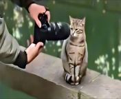 Instant Regret -Funny Fails Compilation -Funny Videos&#60;br/&#62; &#60;br/&#62;Funny animals. Funny cats. Funny dogs. Funny animal videos. The most popular compilations from Cute Kittens,&#60;br/&#62;New Funny AnimalsFunniest Cats and Dogs 2025Part &#60;br/&#62;#funny #reels&#60;br/&#62;&#60;br/&#62;Funny Dogs And Cats Videos 2024- Best Animal Videos Of The Month&#60;br/&#62;Funny Animal Videos Compilation 2024 -funny cats Random - funny dogs video