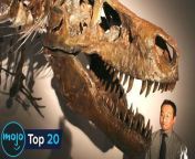 These dinos dwarfed modern animals. Welcome to WatchMojo, and today we’re counting down our picks for the most enormous dinosaurs in history, taking into account overall weight, length, stature, and also how cool they are!
