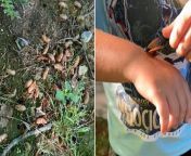 Cicadas begin emerging in parts of South Carolina from carolina ramirez official website