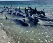 More than one hundred whales stranded on Australia&#39;s west coastAustralian Broadcasting Corporation