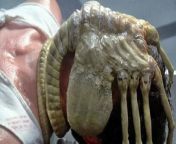 How do you get the internet to agree on something? Just upload a video of the real facehugger from &#92;