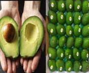 Avocado Eating Benefits: अगर आप भी करते हैं एवोकाडो को डाइट में शामिल तो जान लें ये कमाल के फायदे. एवोकाडो एक ऐसा फल है जिसे सेहत और सुंदरता दोनों के लिए फायदेमंद माना जाता है. लेकिन इसके महंगे होने की वजह क्या है ये भी जानते हैं&#60;br/&#62; &#60;br/&#62;Avocado Eating Benefits: If you also include avocado in your diet, then know these amazing benefits. Avocado is a fruit which is considered beneficial for both health and beauty. But we also know the reason for it being expensive. &#60;br/&#62; &#60;br/&#62; &#60;br/&#62;#avocado#AvocadoBenefits &#60;br/&#62;&#60;br/&#62;~PR.115~ED.120~HT.318~