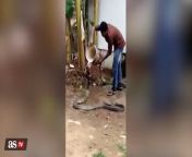 WATCH: King cobra lets man help him cool off from paglu cobra