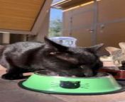 Expo City's pet-friendly policies - cat residents from black cat in hat