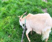 Goat encounter experience at Buttercups Sanctuary for Goats