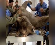 Rescue bear undergoes &#39;life-changing&#39; dental surgery after years in captivityInternational Animal Rescue