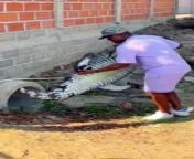 Fake crocodile prank video &#60;br/&#62;#funny #lol #comedy #laughter #humor #hilarious #jokes #sarcasm #silly #smile #laughoutloud #amusement #chuckle #witty #wittiness #comical #lighthearted #jocose #jocund #jocular #mirthful #facetious #banter #giggles #grins #pranks #prankster #pranksters #merriment #jest #memesdaily #funnymemes #memeoftheday #dankmemes #memesforlife #memestagram #lolmemes #memeaddict #memelord #memelover #memequeen #memeking #memelife #memeculture #memepage #videography #filmmaking #cinematography #moviemaking #videomaker #videoproduction #videoediting #videocreator #videoshoot #movies #film #director #producer #cinematographer #camera #editing #directorofphotography #behindthescenes #setlife #onlocation #actors #actress #moviebuff #filmbuff #cinephile #screendance #videodance #dancer #choreography #musicvideo #comedyshow #comedyclub #comedyroutine #standupcomedy #comedycentral #comedylife #comedyfans #laughoutloud #laughingemoji #comedylovers #comedymusic #comedymovies #comedyscene #comedyperformers #comedynews #comedyvideos #comedyquotes #comedyshows #comedyevents #comedymemes #comedyartists #comedymoments #comedypodcasts #comedytours #comedyfestivals #comedywriters #comedytheater #comedystars #comedyfest #comedyhumor #shorts #shortfashion #shortstyle #shortoutfit #shortlook #shortskirt #shortpants #shortjeans #shortdress #denimshorts #shortsday #shortsummer #shortfun #shortcute #shortandcute #shortandfun #shortsweather #shortswag #shortsseason #shortgirl #shortcool #shortfit #shorttrend #shortvibes #shortlove #shortsforever #shortsummerfun&#60;br/&#62;&#60;br/&#62;&#60;br/&#62;&#60;br/&#62;