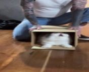 This cat, Potato, was playing with his owner while sitting inside a box. The owner pushed the box forward, sliding Potato out, but he kept getting back inside. The playful action continued, accompanied by the owner making funny sounds. After a while, Potato ran away, needing a break.