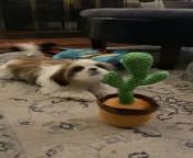 This five-month-old Shih Tzu, Piccolo, was thrilled to see a dancing cactus toy mimicking his bark. As many times he barked, the toy also kept barking back, which eventually annoyed him.