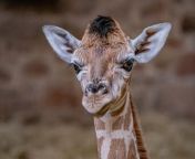 Heartwarming footage captures the moment an endangered baby giraffe was born at a British zoo.&#60;br/&#62;The newcomer arrived at 11:30pm on Tuesday (March 12), with video later showing mum Orla giving the newborn calf a loving lick on the head.&#60;br/&#62;The clip revealed how the adorable baby Rothschild’s giraffe, which number just 2,500 in the wild, fell from a height of 6ft (1.8m) onto soft straw when it was born.&#60;br/&#62;Video: Chester Zoo/SWNS