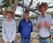Bartholomew &amp; Co auctioneer and stock agent Rhys Bodey with Glenapp directors David Kassulke at the weaner sale on March 16. Video by Alison Paterson.