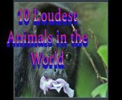 Loudest Animals in the World
