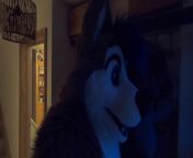 ORIGINAL UPLOAD DATE: 10th July 2021&#60;br/&#62;&#60;br/&#62;Thought I&#39;d show this while I wasn&#39;t able to get the video done that was supposed to be released today. Here is what happened when I ended up having to answer the door wall as a big blue haired dog for the very first time.