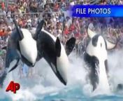 A marine conservationist with the American Museum of Natural History says killer whales are intelligent creatures that don&#39;t do things accidentally. He says he believes the whale&#39;s actions at SeaWorld Orlando were intentional. (Feb. 24)