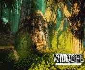 LOST CITY OF Z MYSTERY AMAZON RAINFOREST from lp lost on you swanky tunes remix belih