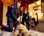 Experience the hilarious rescue mission in the official clip &#39;A Tortoise Rescue&#39; from Season 2 Episode 3 of FOX&#39;s comedy series Animal Control, brought to life by creators Rob Greenberg and Bob Fisher. Featuring the talented Animal Control cast: Joel McHale, Michael Rowland, and more! Catch all the laughter and heartfelt moments in Animal Control Season 2, available for streaming now on FOX!&#60;br/&#62;&#60;br/&#62;Animal Control Cast:&#60;br/&#62;&#60;br/&#62;Joel McHale, Vella Lovell, Ravi Patel, Michael Rowland, Grace Palmer, Gerry Dee, Kelli Ogmundson and Alvina August&#60;br/&#62;&#60;br/&#62;Stream Animal Control Season now on FOX!