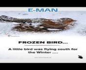 Story of a frozen bird from the bird and biess