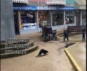 Otter spotted in Aberystwyth town centre and Bow Street from bangla rubel video bow