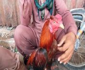 Lalukhet birds Market latest update of Aseel hen and rooster chicks price from doreamon java games 128160