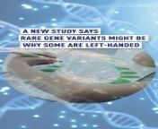 Roughly 10% of us are left-handed. &#60;br/&#62;&#60;br/&#62;A new #study says rare gene variants might be the reason some of us are ‘southpaws’.&#60;br/&#62;&#60;br/&#62;The TUBB4B #gene is involved in controlling the shape of cells and is almost three times more common in the left-handed. It may play a role in the development of the brain asymmetry that underlies the determination of a dominant hand.&#60;br/&#62;&#60;br/&#62;Neurobiologist Clyde Francks of the Max Planck Institute for Psycholinguistics in the Netherlands is the senior author of the study published in the journal Nature Communications.&#60;br/&#62;#Science #lefthanded