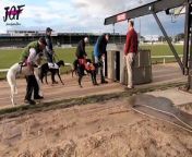 The Fastest Dogs- Greyhound Racing 2024