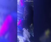 Disappointing video of Charlotte the pregnant virgin stingray from virgin vidos