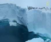 Baby penguins jump from 50-foot cliff in never-before-seen footage from ghatna chakra pdf geography