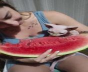 This cat enjoyed snacking on a piece of watermelon with their owner. They sat on their owner&#39;s lap and took small bites out of as their owner ate from the other end.