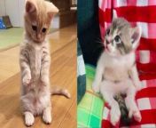 Surprising Cat Moments That Will Make You Laugh from kitty hello 8