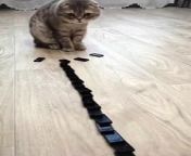 OMG Cute Cat Domino Reaction #shorts from i domino
