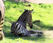 The National Zoo in Canberra has welcomed a newborn zebra foal. The as-yet unnamed foal is part of an international insurance population for the species.