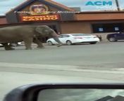 Viola, the elephant, escaped from a traveling circus in Butte, Montana, after being spooked by a backfiring car. She wandered the streets, stopping traffic and knocking over a fence or two.