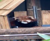 Reportage : Panda roux from dr panda train