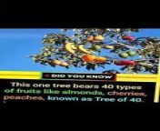 Did you know that there is a tree which have ability to 40 fruits on it
