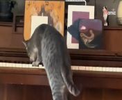 Meet Goose, the extraordinary feline pianist capturing the internet with his incredible musical talent, leaving viewers desperate for more.