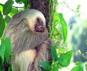 Wildlife of Amazon 4K - Animals That Call The Jungle Home _ Amazon Rainforest _ Relaxation Film from in the rainforest jungle