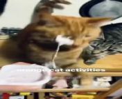 Funny cat compilation from parrot cat and keet