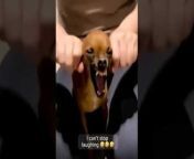 Funny Dogs And Cats Videos 2024- Best Animal Videos Of The Month&#60;br/&#62;Funny Animal Videos Compilation 2024 -funny cats Random - funny dogs video&#60;br/&#62;