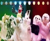 Music video featuring cute plushies in motion! The addictiveness of the music is irresistible!&#60;br/&#62;&#60;br/&#62;A new type of music video has been completed in which cute stuffed animals dance around to the rhythm. In this video, you can enjoy the slightly tongue-in-cheek and clever lyrics set to a catchy soundtrack. Enjoy the colorful performance of the plush toys and the innovative world of the music video!&#60;br/&#62;&#60;br/&#62; Check out the music video, sure to be a hit! Play now and you&#39;ll be hooked too!