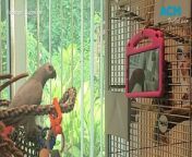WATCH: Parrots making live video calls to each other.