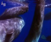Sperm whale clicking might not sound like much in a recording, but their vocalizations are the loudest on Earth, with these clicks reaching upwards of 230 decibels. Now a new analysis has revealed that those clicks are a highly sophisticated alphabet system.