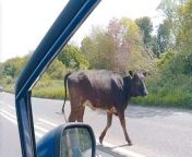 Drivers had to be patient as a bull calmly had a look at a stretch of the A48 near Chepstow.