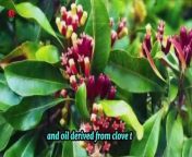 Do Cloves Have Any Health Benefits? &#124; Are cloves good for you?&#60;br/&#62;&#60;br/&#62;welcome to Healthism! Today, I&#39;ve got something exciting to share with you all about the incredible health benefits of cloves. Ever wondered if cloves are truly good for you? Well, stick around because we&#39;re diving deep into the science behind this powerful spice. Curious about what exactly is packed into a serving of cloves? We&#39;re breaking it down for you! Plus, we&#39;ll explore some potential health perks that might just surprise you. But wait, there&#39;s more! We&#39;ll also uncover when you should steer clear of clove products to keep yourself safe and healthy. So, grab a seat, stay tuned till the end of the video, and let&#39;s unravel the wonders of cloves together!&#92;