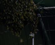 WATCH: Beekeeper removes bees with vacuum from Dodgers-D-backs game from download tamil bra remove