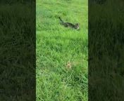 A person watched their cats make the most of their day at a green field. While one cat dashed across the field, the other was seen relaxing at a shaded spot.&#60;br/&#62;&#60;br/&#62;?The underlying music rights are not available for license. For use of the video with the track(s) contained therein, please contact the music publisher(s) or relevant rightsholder(s).?