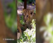 Adorable video footage shows the moment three Asiatic lion cubs ventured into the outside world for the first time almost two months after being born.